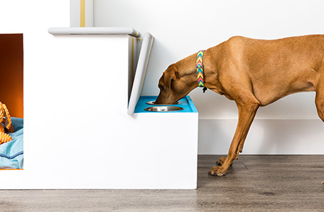 Stairs that double as a pet haven 
