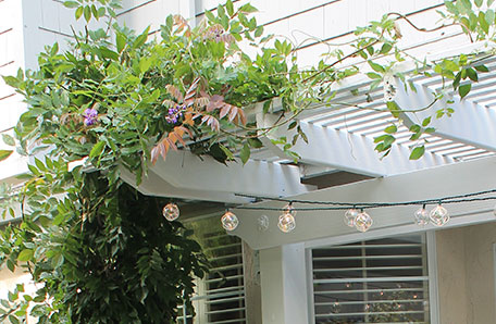 The wisteria looks beautiful against the new white pergola